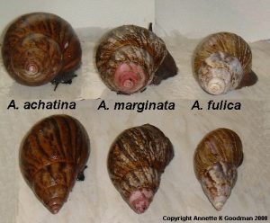 types of snail